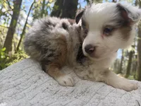 Riff, a male Miniature Australian Shepherd for sale in Tacoma, WA – Photo 5 of 6