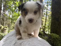 Riff, a male Miniature Australian Shepherd for sale in Tacoma, WA – Photo 1 of 6