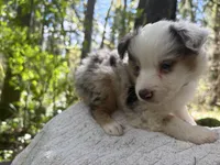 Riff, a male Miniature Australian Shepherd for sale in Tacoma, WA – Photo 4 of 6