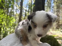 Riff, a male Miniature Australian Shepherd for sale in Tacoma, WA – Photo 2 of 6