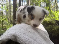 Riff, a male Miniature Australian Shepherd for sale in Tacoma, WA – Photo 3 of 6