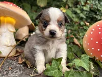 Pa-Terydactyl, a male Toy Australian Shepherd for sale in Tacoma, WA – 7 of 10