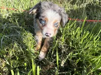 Leia, a female Miniature Australian Shepherd for sale in Tacoma, WA – 4 of 4
