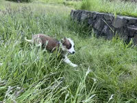 Jasper, a male Miniature Australian Shepherd for sale in Tacoma, WA – 10 of 10