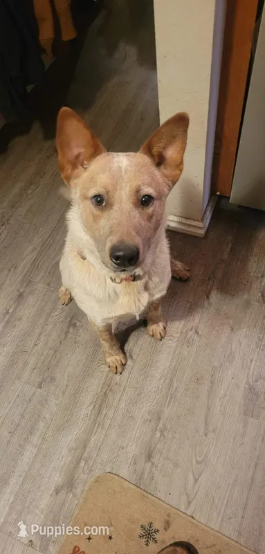 Whiskey – Australian Cattle Dog puppy for sale in Tacoma, WA