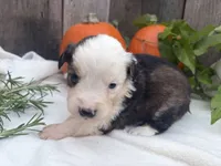 Goblin, a male Miniature Australian Shepherd for sale in Tacoma, WA – 2 of 4