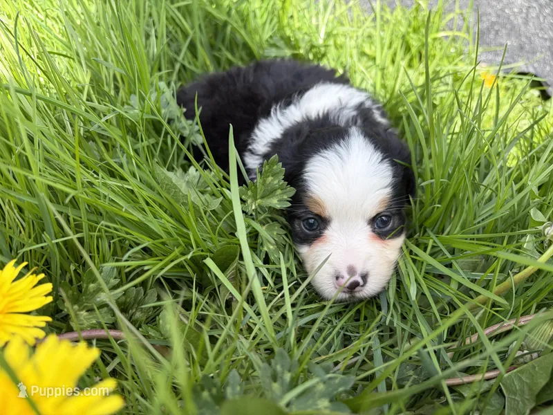 Clover – Miniature Australian Shepherd puppy for sale in Tacoma, WA