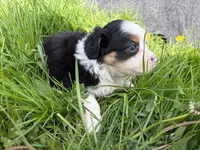 Clover, a male Miniature Australian Shepherd for sale in Tacoma, WA – Photo 4 of 6