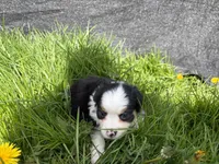 Clover, a male Miniature Australian Shepherd for sale in Tacoma, WA – Photo 6 of 6