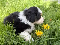 Clover, a male Miniature Australian Shepherd for sale in Tacoma, WA – Photo 2 of 6