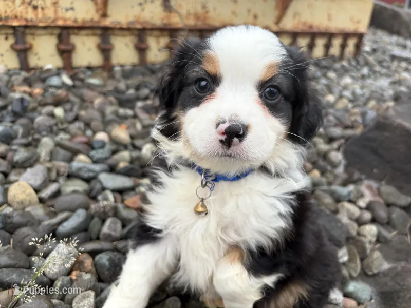 Clover – Miniature Australian Shepherd puppy for sale in Tacoma, WA