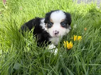 Clover, a male Miniature Australian Shepherd for sale in Tacoma, WA – Photo 5 of 6