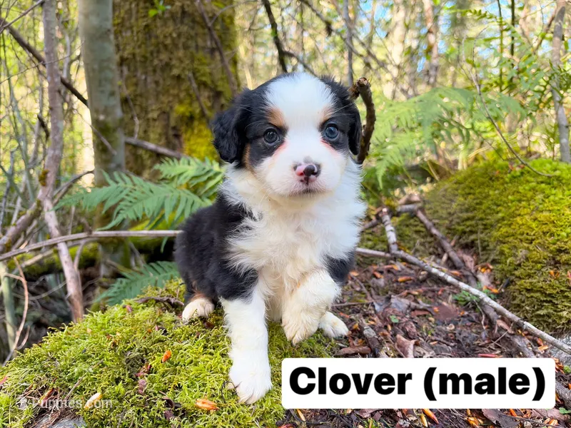 Clover – Miniature Australian Shepherd puppy for sale in Tacoma, WA