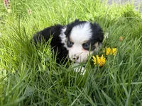Clover, a male Miniature Australian Shepherd for sale in Tacoma, WA – Photo 3 of 6