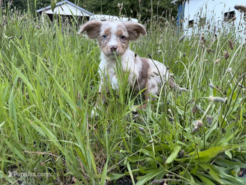 Daisy May – Miniature Australian Shepherd puppy for sale in Tacoma, WA