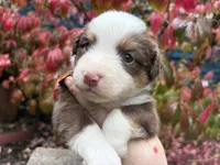 Eggnog, a male Miniature Australian Shepherd for sale in Tacoma, WA – 1 of 6