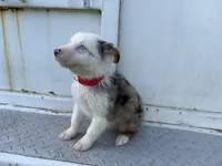 Vader, a male Miniature Australian Shepherd for sale in Tacoma, WA – 5 of 5