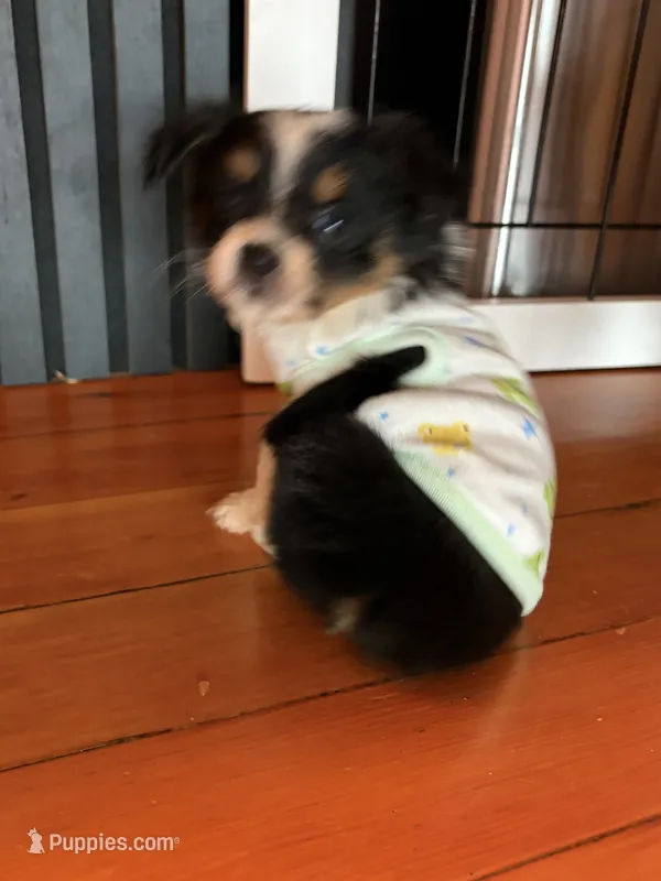Angus  – Toy Australian Shepherd puppy for sale in Tacoma, WA