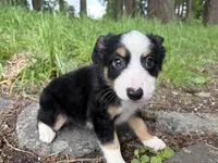 Boba Fettuccine , a male Miniature Australian Shepherd for sale in Tacoma, WA – 2 of 6