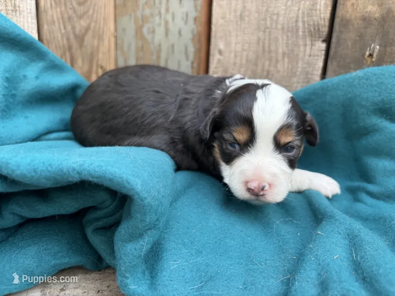 Coco – Miniature Australian Shepherd puppy for sale in Tacoma, WA