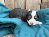 Coco, a female Miniature Australian Shepherd for sale in Tacoma, WA – 1 of 4