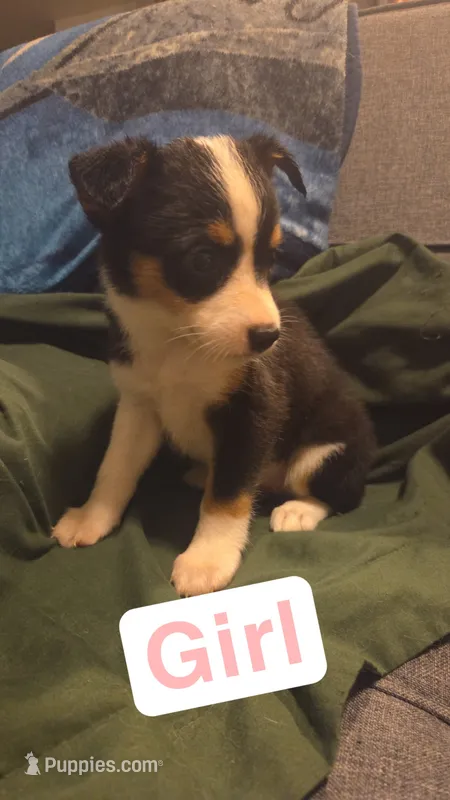 Ariat – Miniature Australian Shepherd puppy for sale in Tacoma, WA