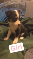 Ariat, a female Miniature Australian Shepherd for sale in Tacoma, WA – 1 of 1