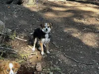 Claire, a female Toy Australian Shepherd for sale in Tacoma, WA – 5 of 7