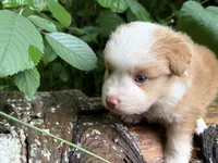 Sparkler, a male Toy Australian Shepherd for sale in Tacoma, WA – 3 of 5