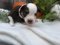 Phantom, a male Miniature Australian Shepherd for sale in Tacoma, WA – 2 of 5