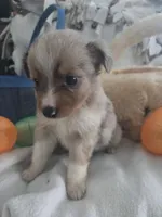 Lark, a male Miniature Australian Shepherd for sale in Tacoma, WA – Photo 3 of 4