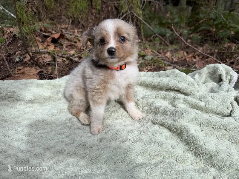 Starling – Miniature Australian Shepherd puppy for sale in Tacoma, WA