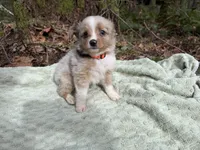 Starling, a male Miniature Australian Shepherd for sale in Tacoma, WA – Photo 1 of 10