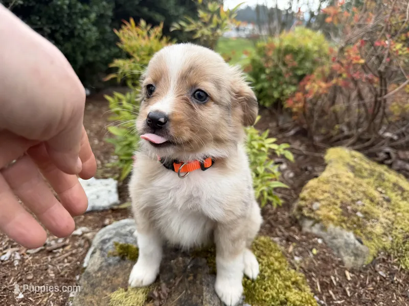 Starling – Miniature Australian Shepherd puppy for sale in Tacoma, WA