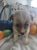 Lark, a male Miniature Australian Shepherd for sale in Tacoma, WA – Photo 2 of 4