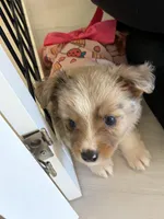 Starling, a male Miniature Australian Shepherd for sale in Tacoma, WA – Photo 5 of 10