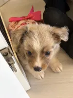 Starling, a male Miniature Australian Shepherd for sale in Tacoma, WA – Photo 7 of 10