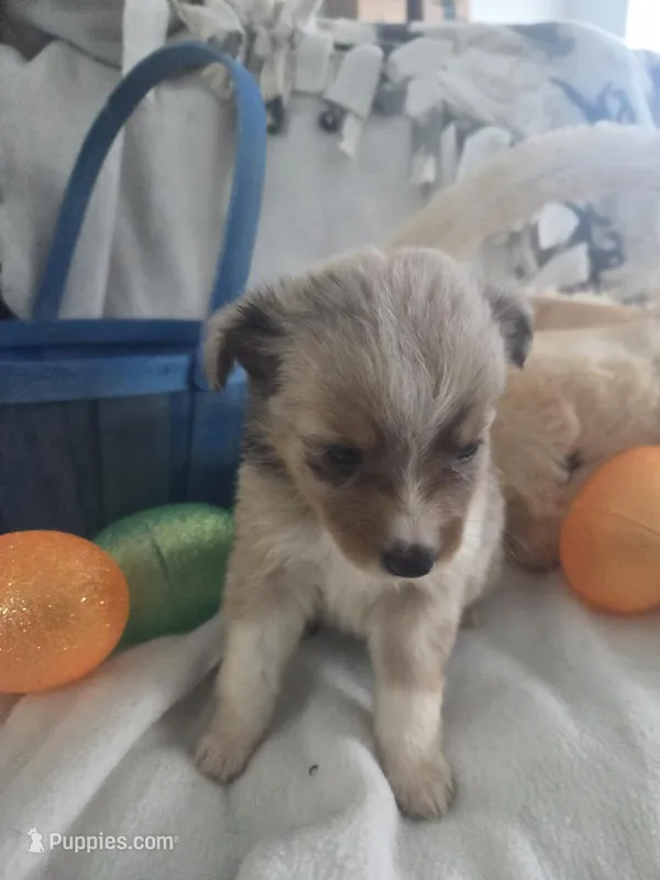 Lark – Miniature Australian Shepherd puppy for sale in Tacoma, WA