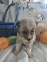 Lark, a male Miniature Australian Shepherd for sale in Tacoma, WA – Photo 1 of 4