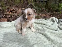 Starling, a male Miniature Australian Shepherd for sale in Tacoma, WA – Photo 4 of 10
