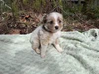 Starling, a male Miniature Australian Shepherd for sale in Tacoma, WA – Photo 2 of 10