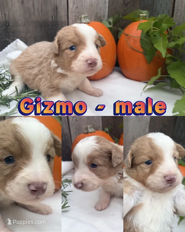 Gizmo – Miniature Australian Shepherd puppy for sale in Tacoma, WA