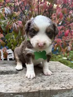 Brandy, a female Miniature Australian Shepherd for sale in Tacoma, WA – 4 of 5