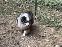 Roxy Foxy Lady, a female Toy Australian Shepherd for sale in Tacoma, WA – 7 of 7