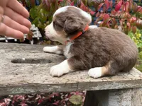 Eggnog, a male Miniature Australian Shepherd for sale in Tacoma, WA – 6 of 6