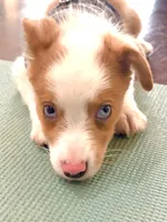 Wrangler, a male Miniature Australian Shepherd for sale in Tacoma, WA – 3 of 8