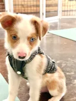 Wrangler, a male Miniature Australian Shepherd for sale in Tacoma, WA – 2 of 8