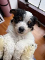 Moo Moo, a female Toy Australian Shepherd for sale in Tacoma, WA – 1 of 5