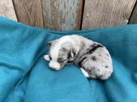 Dimitridon, a male Toy Australian Shepherd for sale in Tacoma, WA – 4 of 4