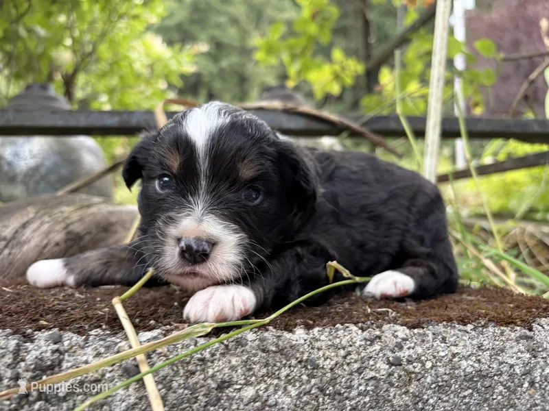 Louis Vuitton  – Miniature Australian Shepherd puppy for sale in Tacoma, WA